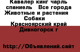 Кавалер кинг чарль спаниель - Все города Животные и растения » Собаки   . Красноярский край,Дивногорск г.